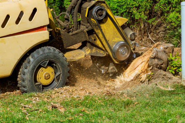 Leaf Removal in Tehaleh, WA